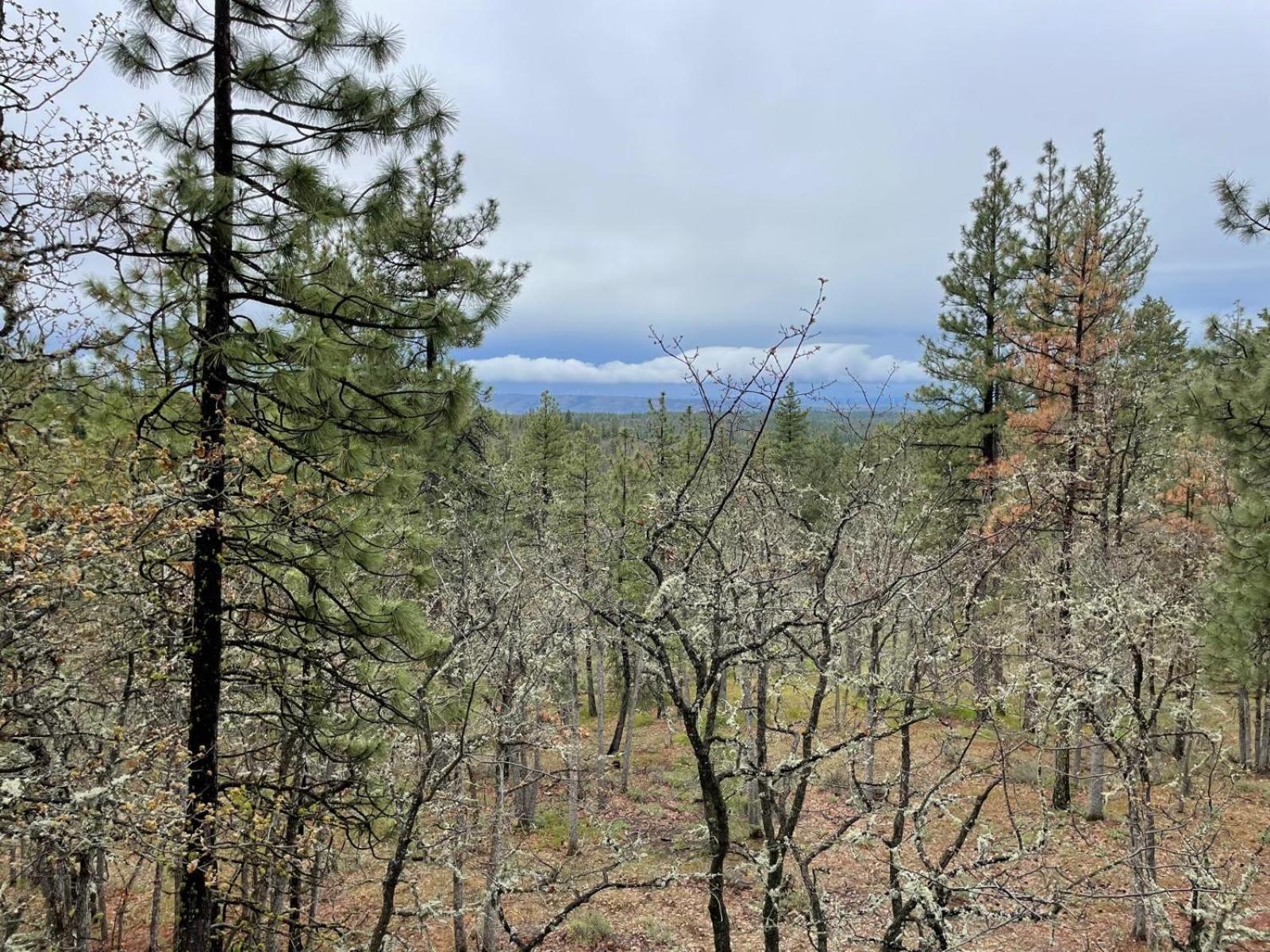 Treehouse Ranch Hotel Goldendale Bagian luar foto